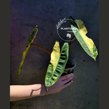 Variegated Philodendron Billietiae Live Plant - Rare Large Leaf Philodendron - Exact Same Plant - US Seller