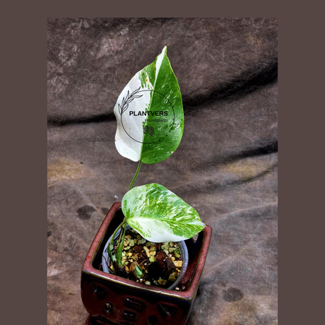 Variegated Monstera Albo - Rare Collector White Monstera Albo Borsigiana - EXACT Plant - US Seller