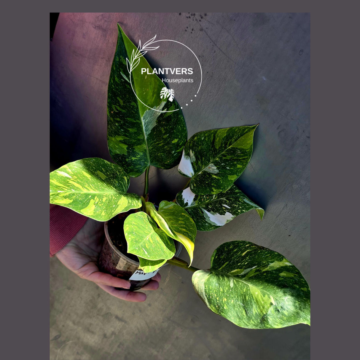 Variegated Philodendron White Princess Tricolor - Super Rare Live Collector Plant - Pink White Green Indoor Climbing Houseplant - US Seller