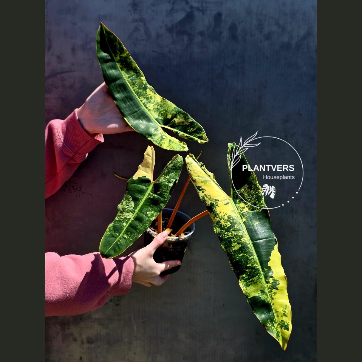Variegated Philodendron Billietiae Live Plant - Rare Large Leaf Philodendron - Exact Same Plant - US Seller