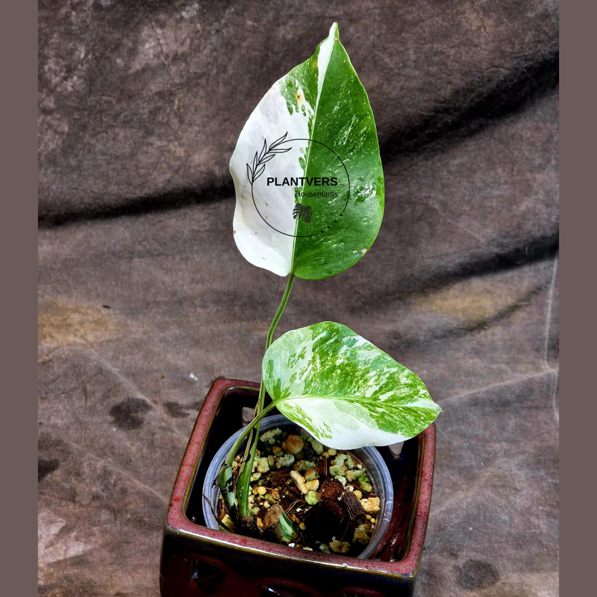 Variegated Monstera Albo - Rare Collector White Monstera Albo Borsigiana - EXACT Plant - US Seller