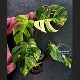 Monstera Aurea Variegated Borsigiana Live plant - Monstera Marmota Large Form - EXACT Same Plant - US Seller