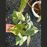 Gloriousum Variegata