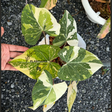 philodendron