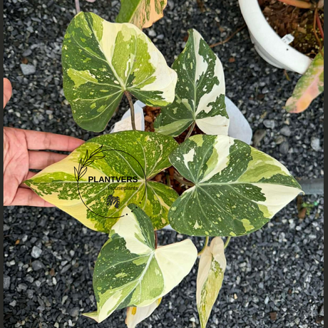 philodendron