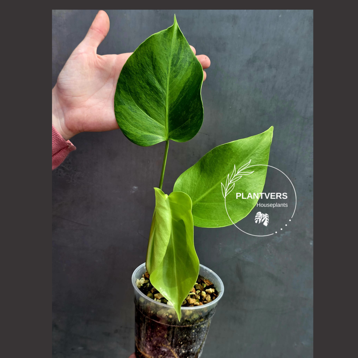 Super Rare Variegated Monstera Green on Green Plant - Variegated Monstera Top Cut Potted Plant - Collector's Indoor SAME Plant