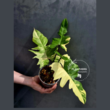 Variegated Philodendron Florida Beauty x Mayoi - Super Rare Plant - Exact Same Plant - US Seller