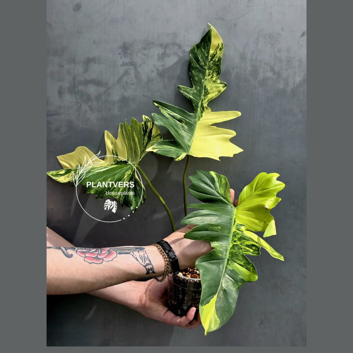 Rare Variegated Philodendron Florida Beauty x Mayoi - Live Plant - Exact Plant - US SELLER