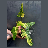 Variegated Philodendron Florida Beauty x Mayoi - Super Rare Plant - Exact Same Plant - US Seller