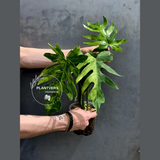 Philodendron Radiatum Variegated Exact Plant - US SELLER Rare - Indoor Rare Plant US seller (Copy)