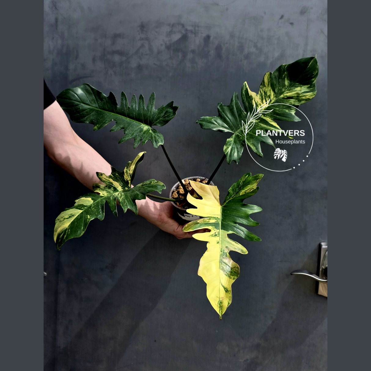 Variegated Philodendron Florida Beauty x Mayoi - Extremely Rare Collector Aroid Live Plant - Exact Same Plant - US Seller