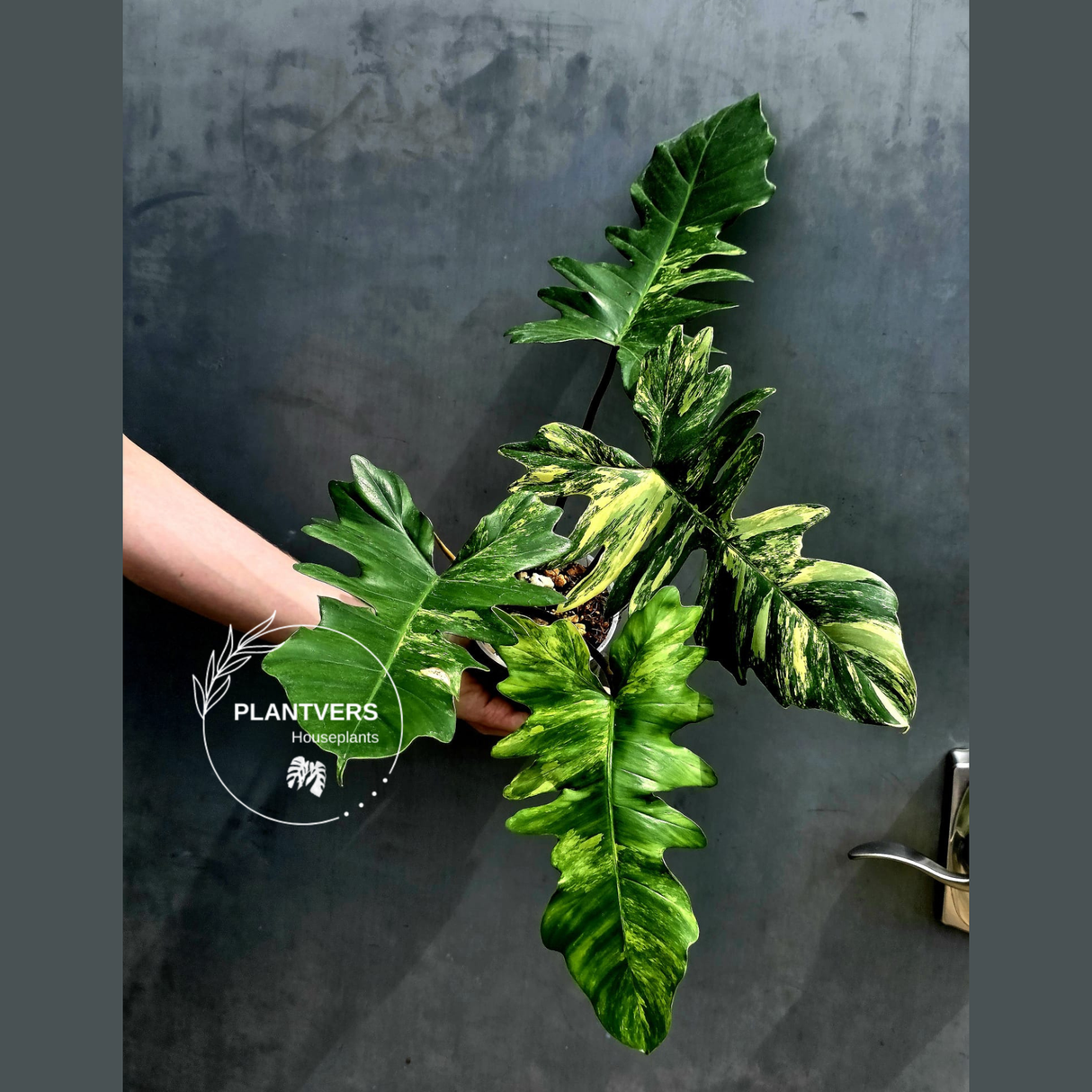 Variegated Philodendron Florida Beauty x Mayoi - Extremely Rare Collector Aroid Live Plant - Exact Same Plant - US Seller