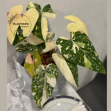  Philodendron 