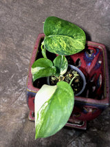 Scindapsus Jade Satin Variegated - Yellow Variegation - (June-21-67)
