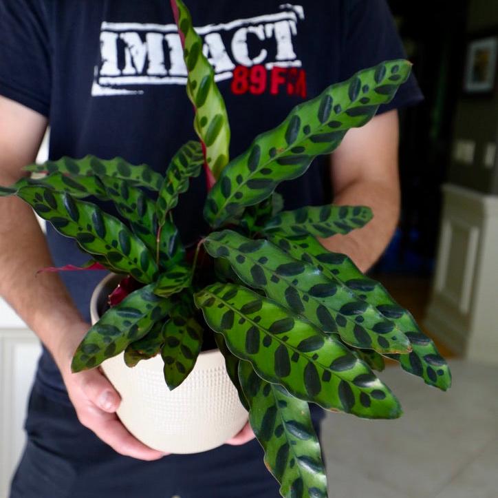 Calathea Lancifolia