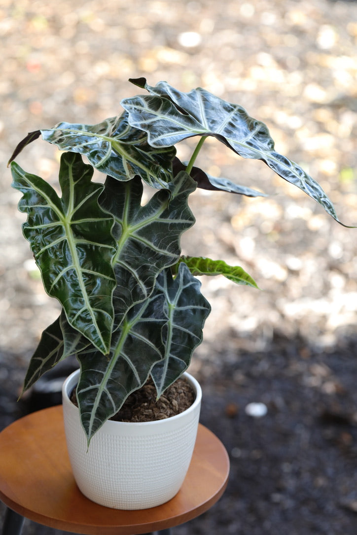 Alocasia Polly Plant in a 6" in Decorative Pot