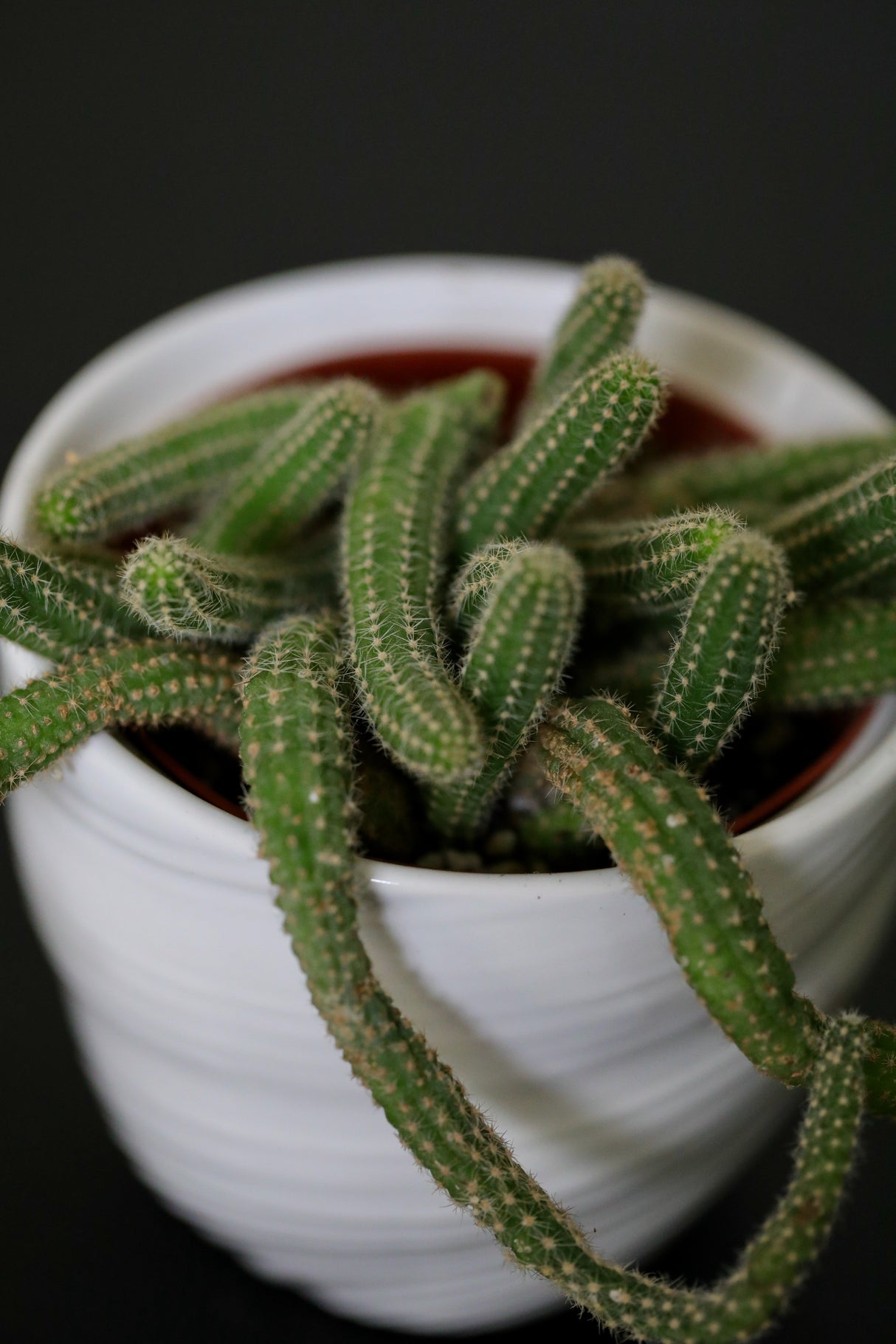 Echinopsis Chamaecereus 'Peanut Cactus' in a 3" Nursery Pot - Low Maintenance Indoor Plant - Small Cactus Plant