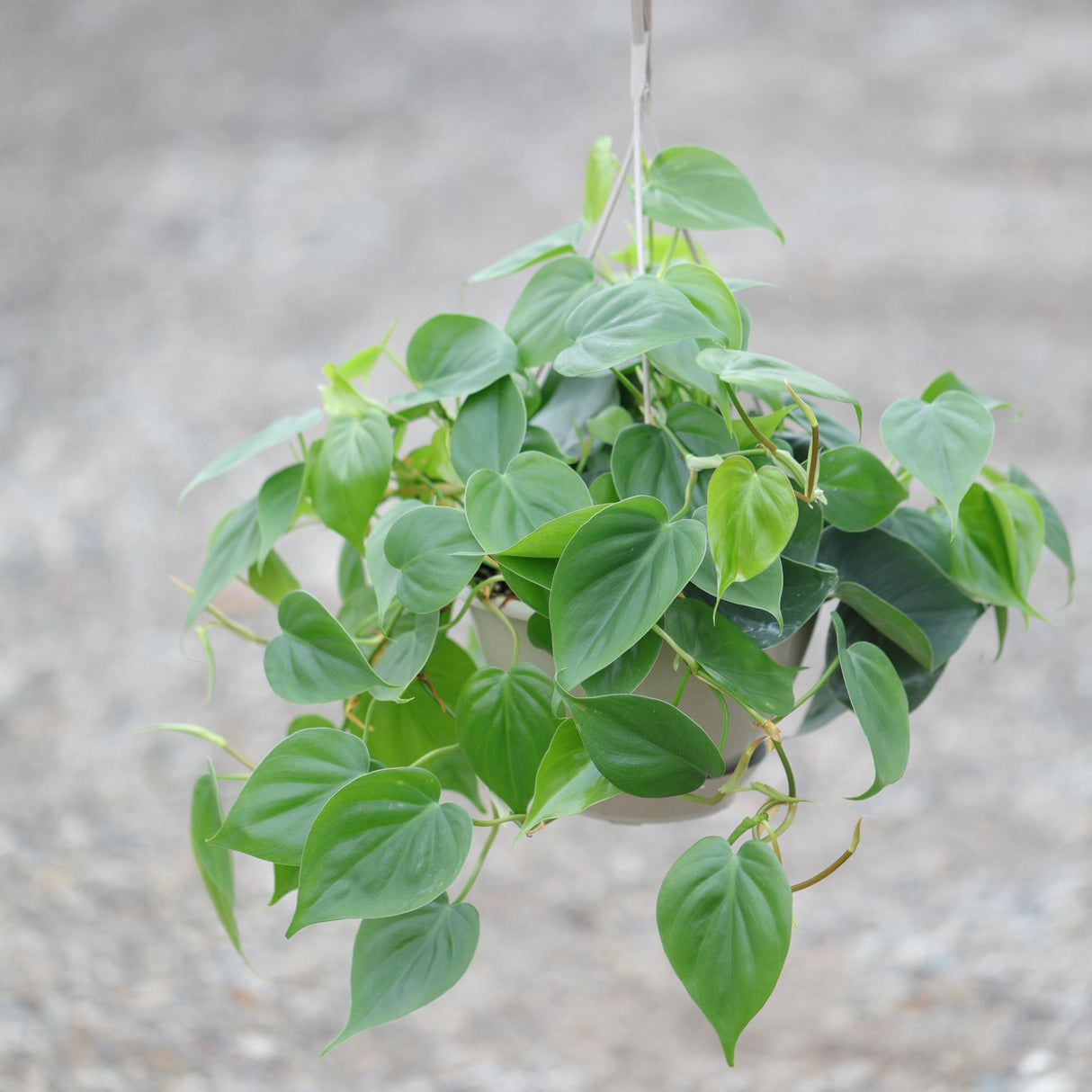 Heartleaf Philodendron in a 8" Hanging Basket - Philodendron Cordatum