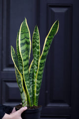 Sansevieria Laurentii Snake Plant in a Nursery Pot