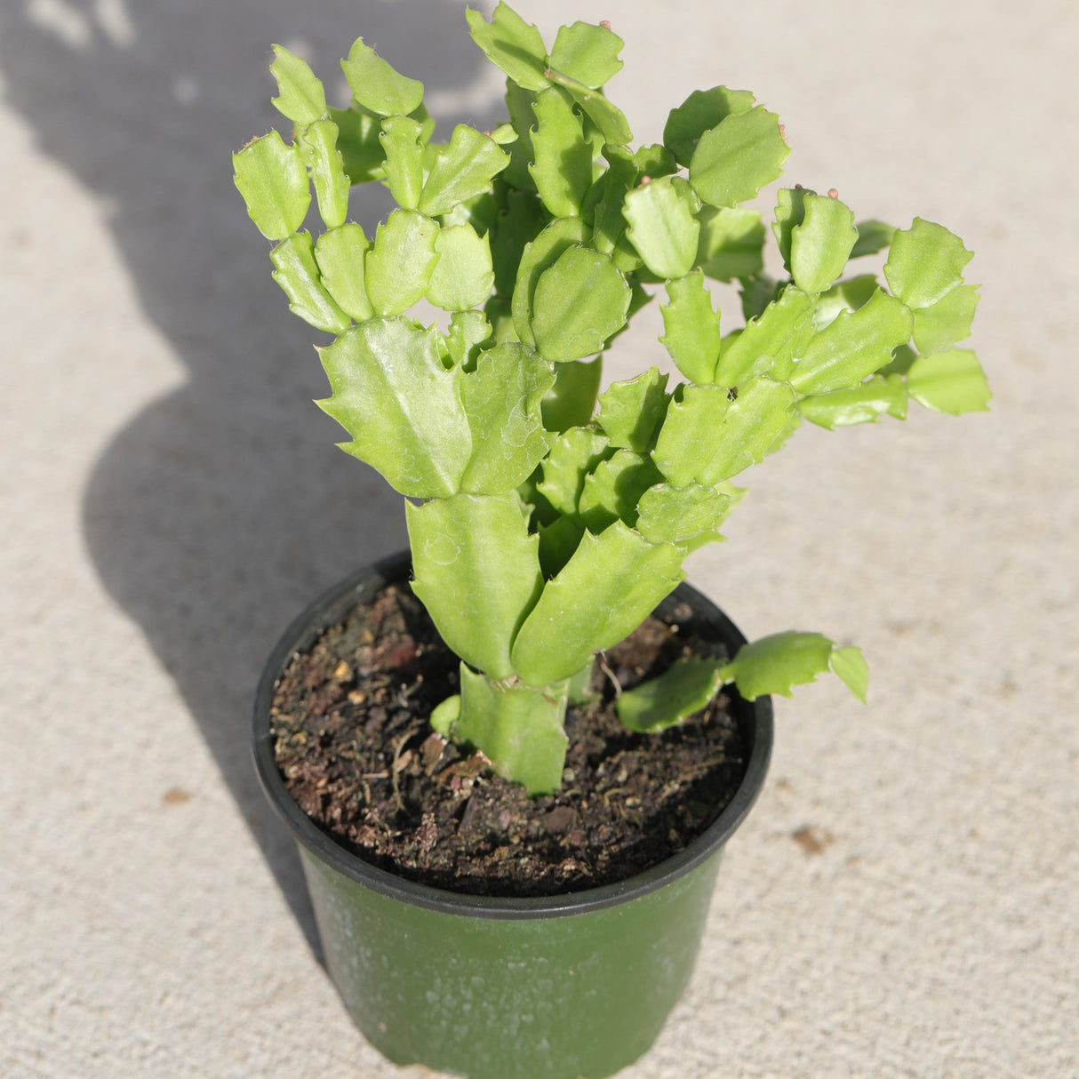 Schlumbergera Bridgesii Christmas Cactus in a 3" Nursery Pot