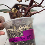 Rare Philodendron
pink philodendron
very rare plants
