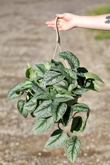 Silver Satin Pothos in a 8" Nursery - Scindapsus Pictus