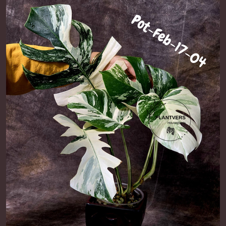 Rare Variegated Monstera Albo – Large Form White Monstera Borsigiana (Exact Plant)