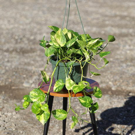 Golden Pothos in a 8" Hanging Basket - Epipremnum Aureum