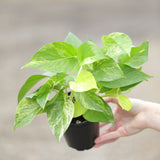 Marble Queen Pothos Plant in a 3" Nursery Pot