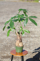 Large Money Tree Plant in a 6" Nursery Pot