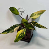 rare collector plant
Rare Philodendron
pink indoor plant