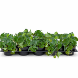4" Philodendron Jade (Heart Leaf Philodendron) – Wholesale Indoor Plant Case of 10 Pots