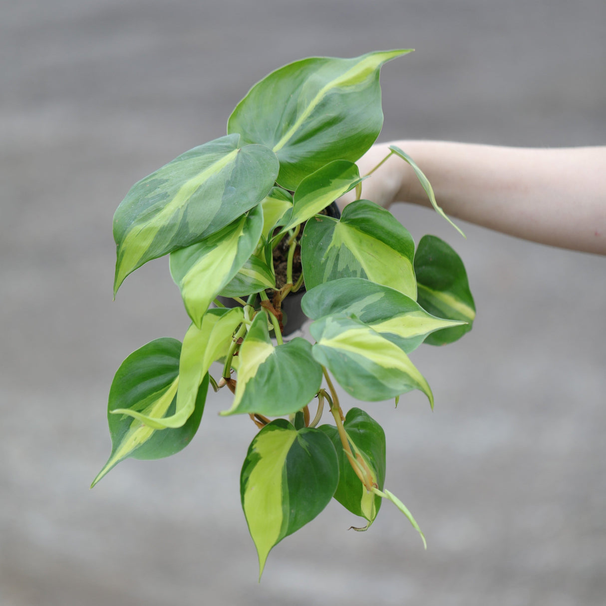 Philodendron Brazil in a 4" Nursery Pot - Variegated Pothos Plant