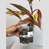 rare collector plant
Live Indoor Plants
Live Indoor Plants
