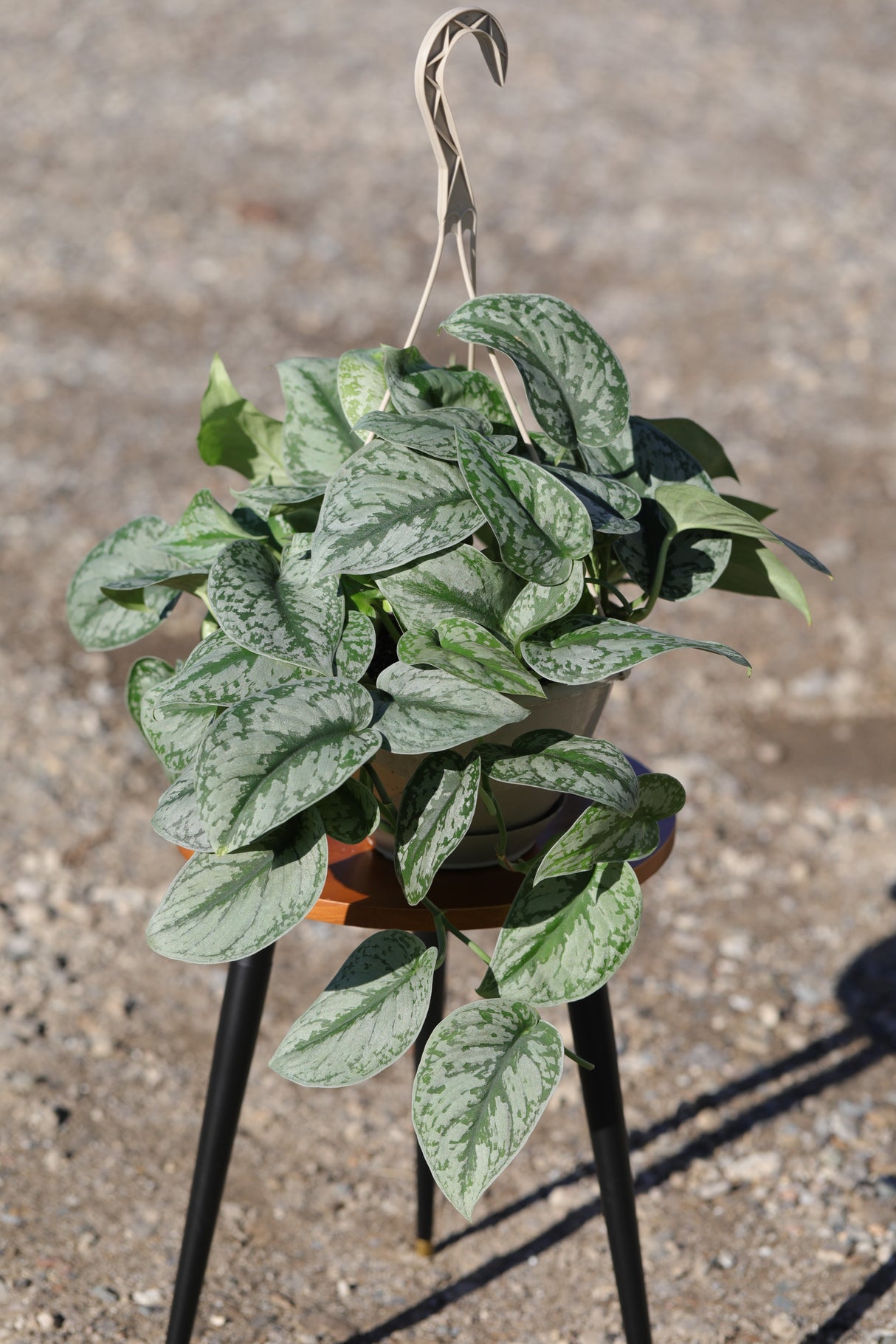 Silver Satin Pothos in a 8" Nursery - Scindapsus Pictus