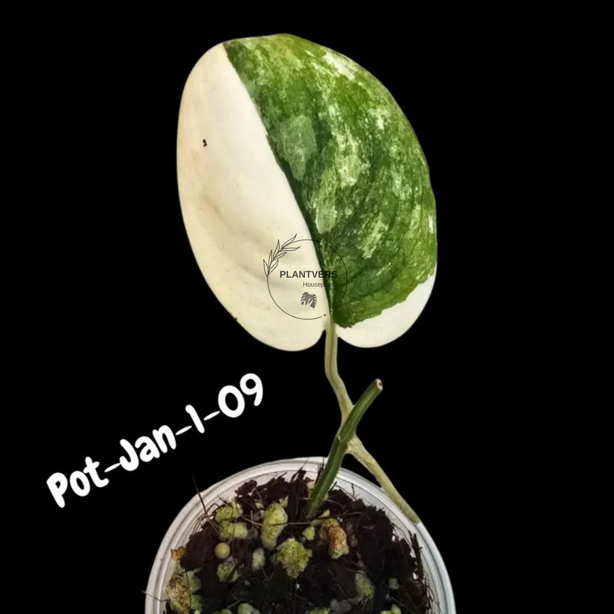 Variegated Scindapsus Jade Satin - Rare Aroid Houseplant with Velvet Leaves - Collector's Indoor Plant - Exact SAME Plant - US Seller