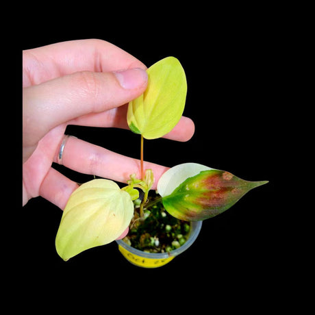 Rare HIgh Variegated Philodendron Mican Aurea in a Nursery Pot