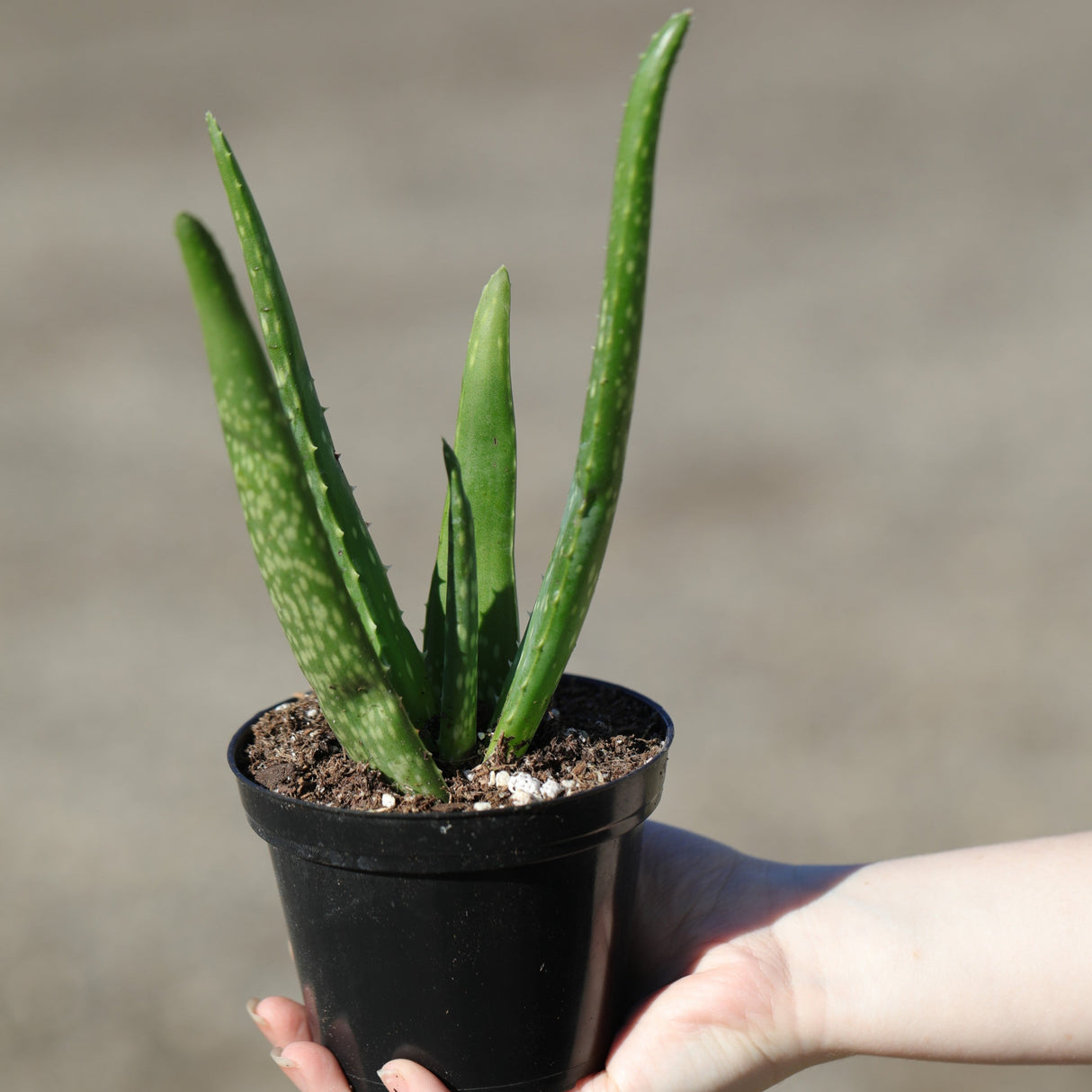 Aloe Vera Plant in a 4" Nursery Pot