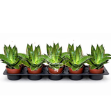 4” Sansevieria Hahnii Silver Star  ( Wholesale Indoor Plant Case of 10 Pots)