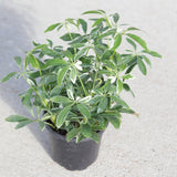 Schefflera Moondrop Variegated Umbrella Plant in a 3" Nursery Pot