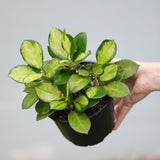 Hoya Australis Lisa in 5” Nursery Pot