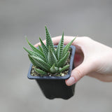 Haworthia Limifolia in a 3" Pot- Succulent Plant