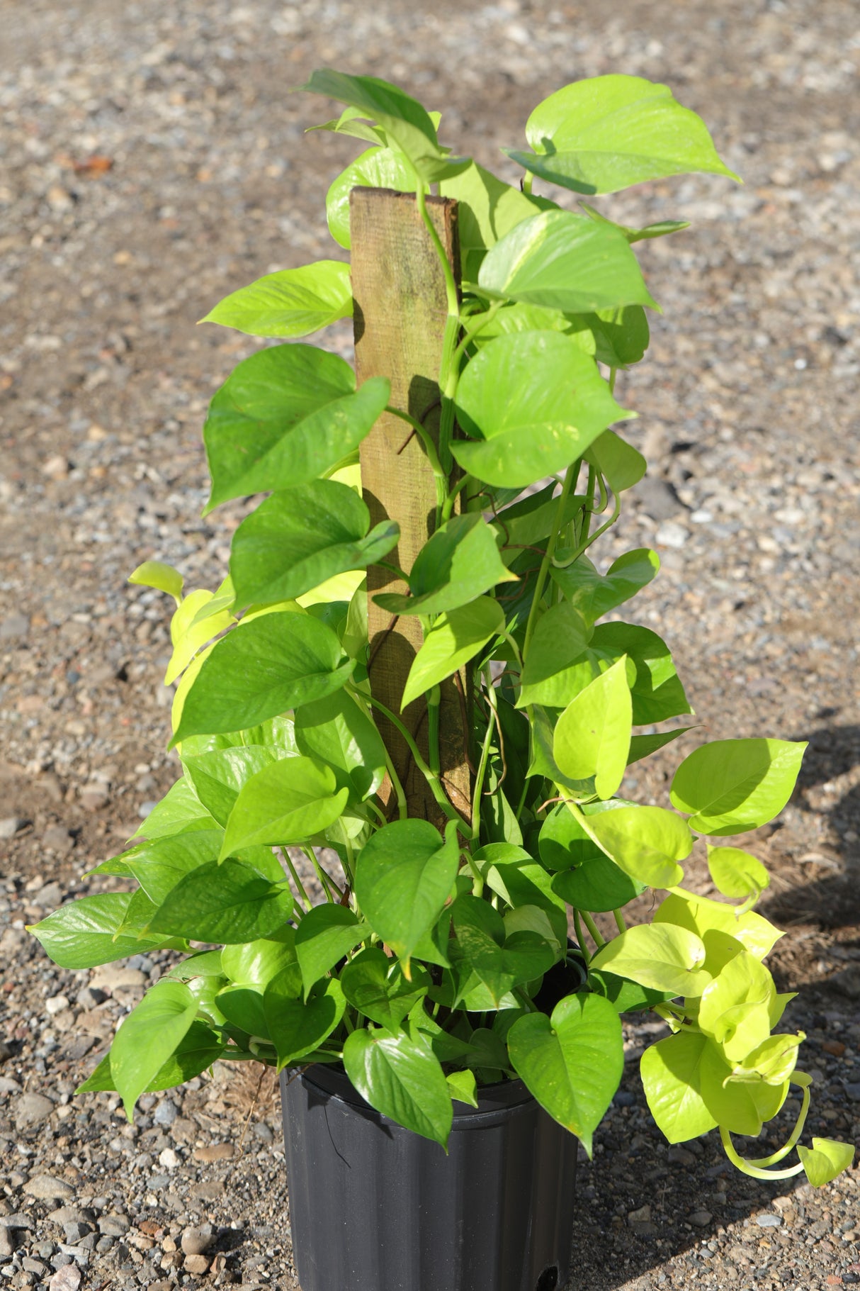 Golden Pothos & Neon Pothos Mix Totem in 10 “ Pot