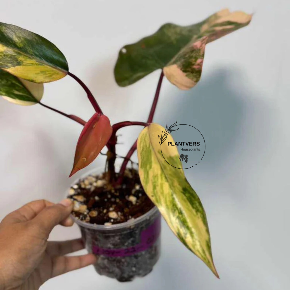 pink indoor plant
Variegated Plant
Rooted Plant