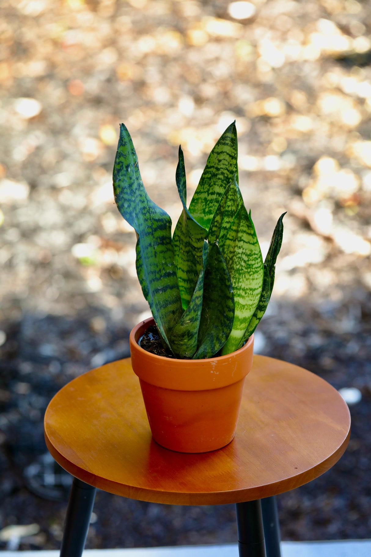 Sansevieria Zeylanica Snake Plant in 4" Nursery Pot