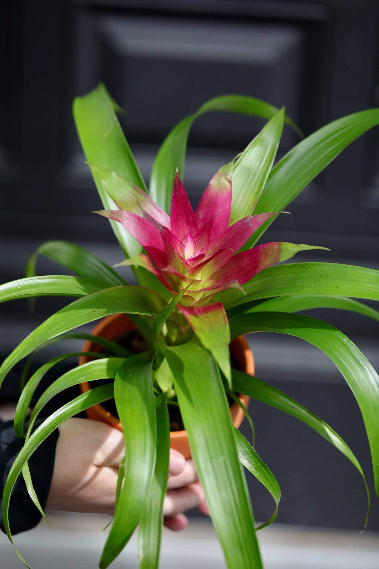 Bromeliad - Flowering Indoor Plant in a Nursery Pot - Houseplant with Flowers - New House Gift - Room Decor Live Plant - Gift Plant