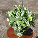 N'Joy Pothos Plant in a 8" Hanging Basket