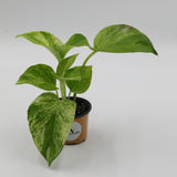 Marble Snow Queen Pothos in a 2" Nursery Pot