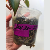 very rare plants
Tropical Houseplant
pink indoor plant