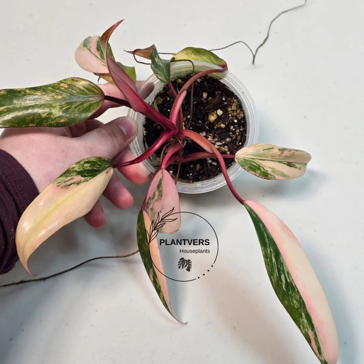 Variegated Plant
Gift Houseplant
Rare Philodendron